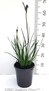 Celebrations® Masquerade Kangaroo Paw - Alt