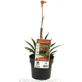 Bush Flare Kangaroo Paw - Plant photo