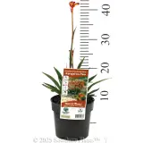 Bush Flare Kangaroo Paw - Product photo