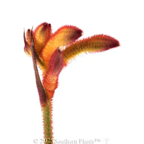 Bush Flare Kangaroo Paw