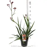 Bush Fury Kangaroo Paw - Product photo