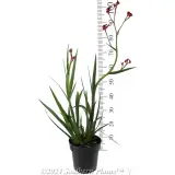 Bush Fury Kangaroo Paw - Reference photo