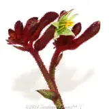 Bush Fury Kangaroo Paw - Detail photo