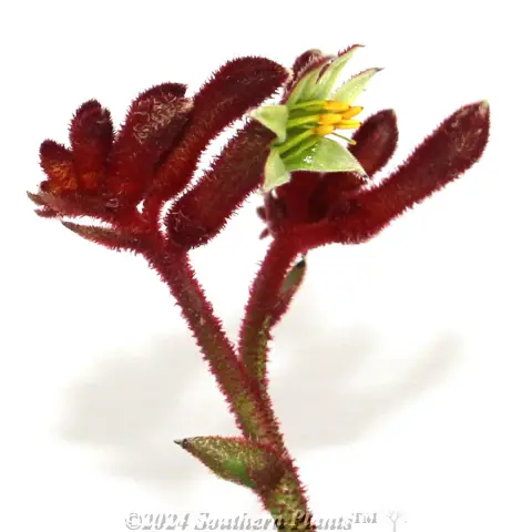 Bush Fury Kangaroo Paw