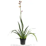 Anigozanthos Gold Velvet - Alternate photo