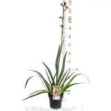 Anigozanthos Gold Velvet - Product photo