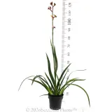 Anigozanthos Gold Velvet - Reference photo