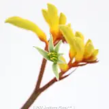 Anigozanthos Gold Velvet - Detail photo