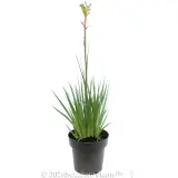 Kings Park Royale™ Kangaroo Paw - Alternate photo