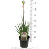 Kings Park Royale™ Kangaroo Paw - Product photo