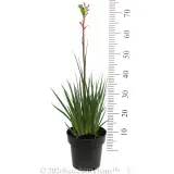 Kings Park Royale™ Kangaroo Paw - Reference photo