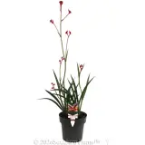 Anigozanthos Ruby Velvet™ - Plant photo