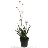 Anigozanthos Ruby Velvet™ - Alternate photo