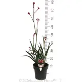 Anigozanthos Ruby Velvet™ - Product photo