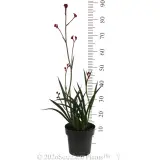 Anigozanthos Ruby Velvet™ - Reference photo