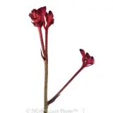 Anigozanthos Ruby Velvet™ - Detail photo