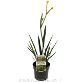 Sunburst Kangaroo Paw - Plant photo
