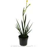 Sunburst Kangaroo Paw - Alternate photo