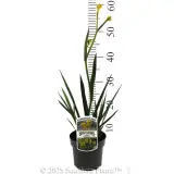 Sunburst Kangaroo Paw - Product photo