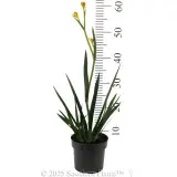 Sunburst Kangaroo Paw - Reference photo