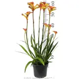Bush Surprise Kangaroo Paw - Reference photo