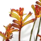 Bush Surprise Kangaroo Paw - Detail photo
