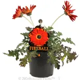 Arctotis Fireball - Plant photo