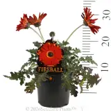 Arctotis Fireball - Product photo