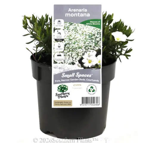 Mountain Sandwort