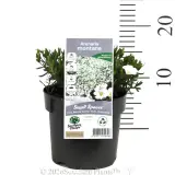 Mountain Sandwort - Product photo