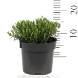 Mountain Sandwort - Reference photo