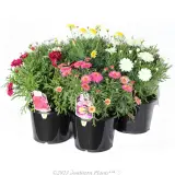 Argyranthemum Assorted - Plant photo