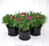 Argyranthemum Assorted - Alternate photo
