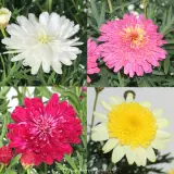 Argyranthemum Assorted - Detail photo