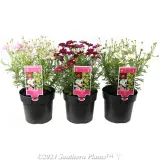 Comet Daisy - Plant photo