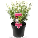 Comet Daisy - Product photo