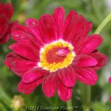 Comet Daisy - Detail photo