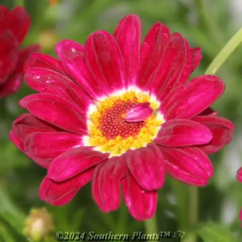 Comet Daisy