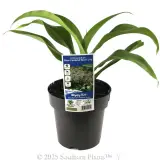 New Zealand Rock Lily - Plant photo