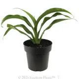 New Zealand Rock Lily - Alternate photo