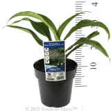 New Zealand Rock Lily - Product photo