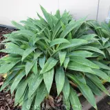 New Zealand Rock Lily - Detail photo