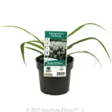 Arthropodium  'Te Puna' - Plant photo