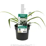 Arthropodium  'Te Puna' - Product photo