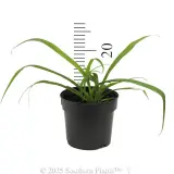 Arthropodium  'Te Puna' - Reference photo