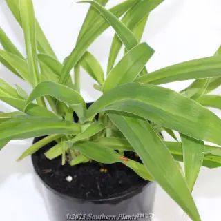 Arthropodium 'Te Puna'