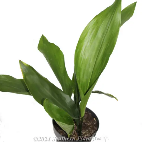 Cast Iron Plant