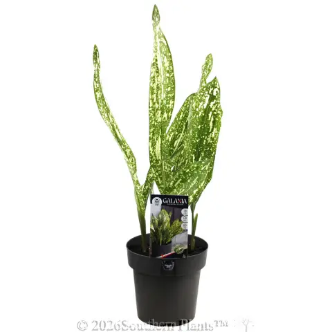 Galaxia Cast Iron Plant