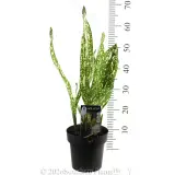 Galaxia Cast Iron Plant - Product photo