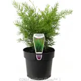 Foxtail Fern - Plant photo